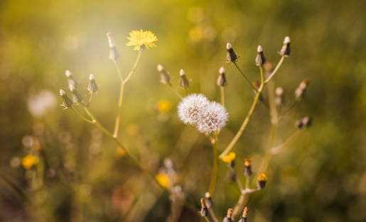 COMMUNITY – TRANSITION